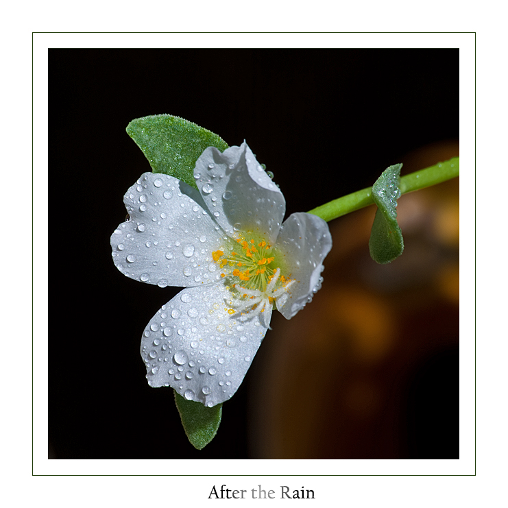 After the Rain