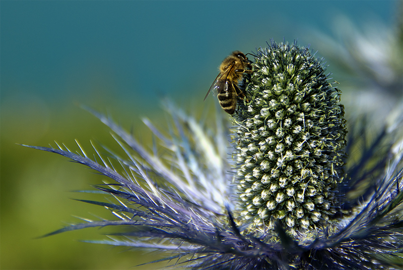 prime esperienze di close-up e macro