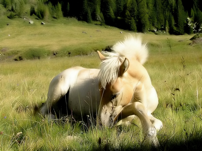 Dolcissimo selvaggio