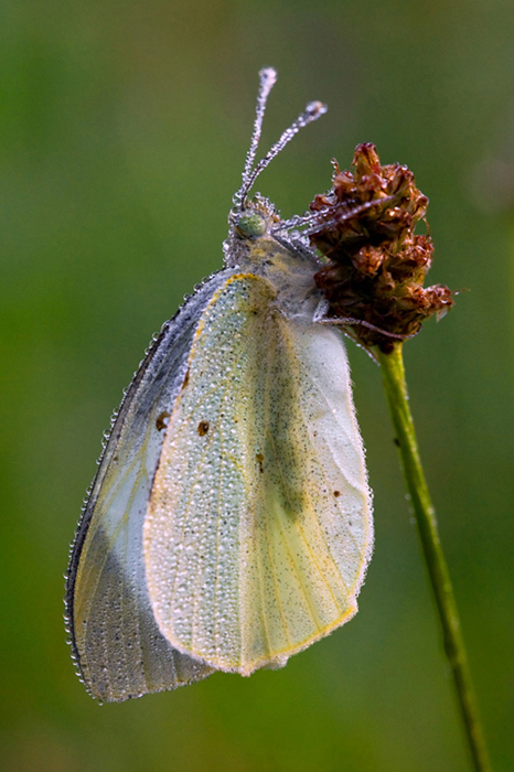 Ssssss....... dorme!