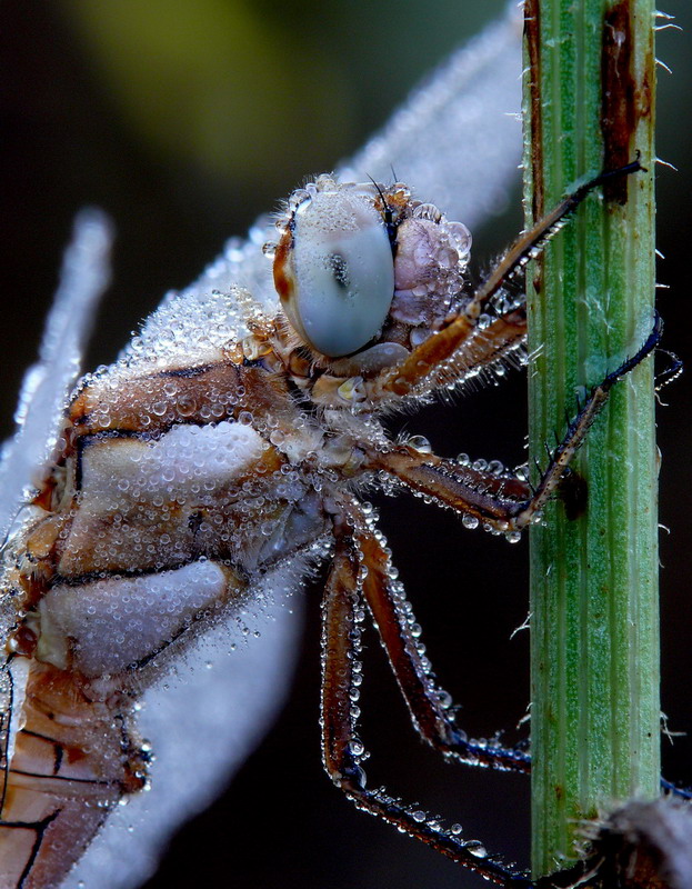 Libellula - dettagli
