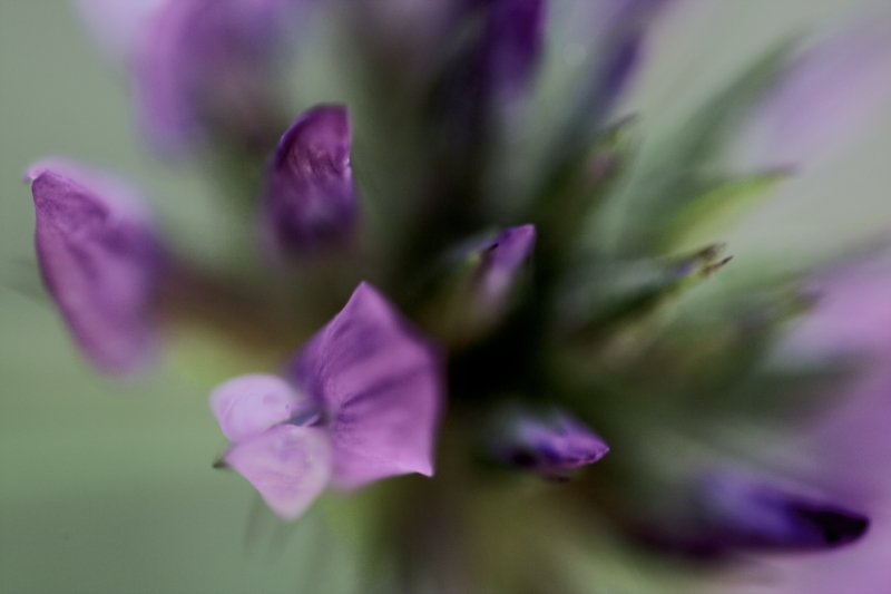 le emozioni sono bolle di colore