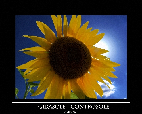 Girasole Controsole