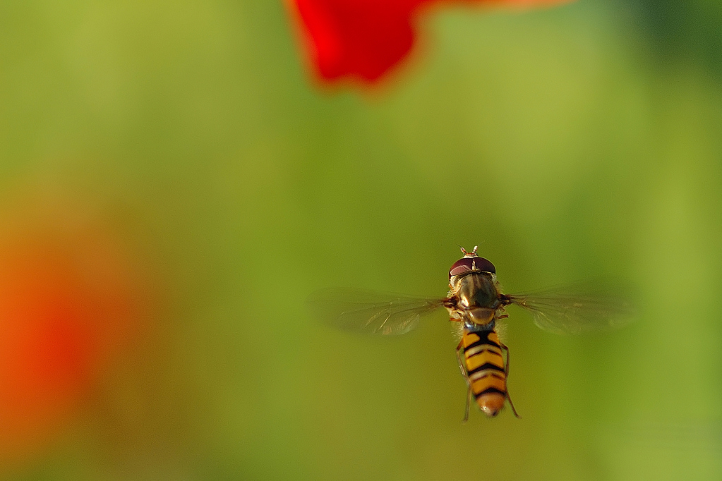 Insetti In Volo 2 (13 foto)