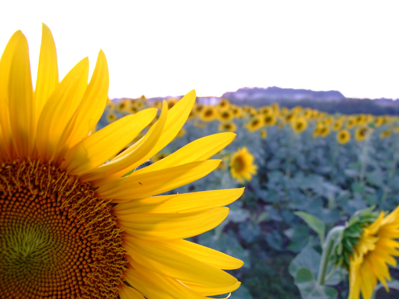 girasole al tramonto