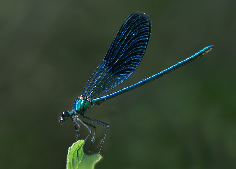 Calopteryx splendens