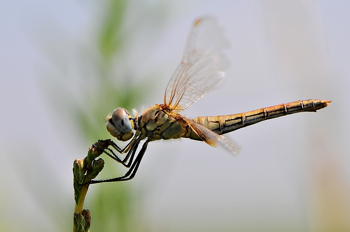 libellula