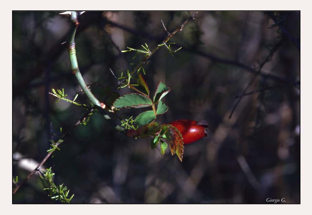 riflessi di luce..nel bosco