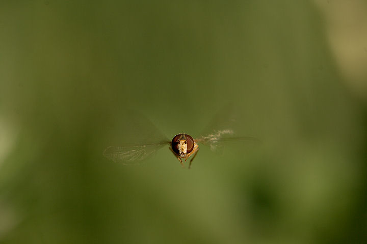 Deittero in volo ...