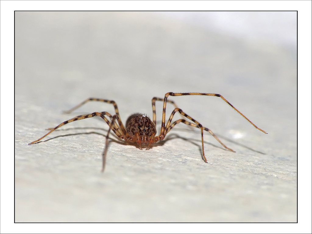 Ennesimo ragnetto.....