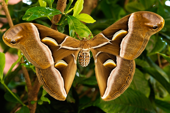 Farfalla   Bombice dell'Ailanto   16cm apertura alare