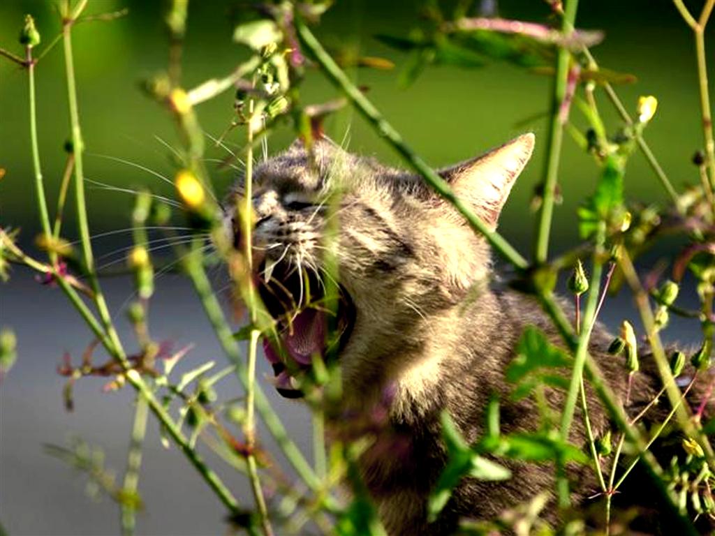 gattone pericolosissimo