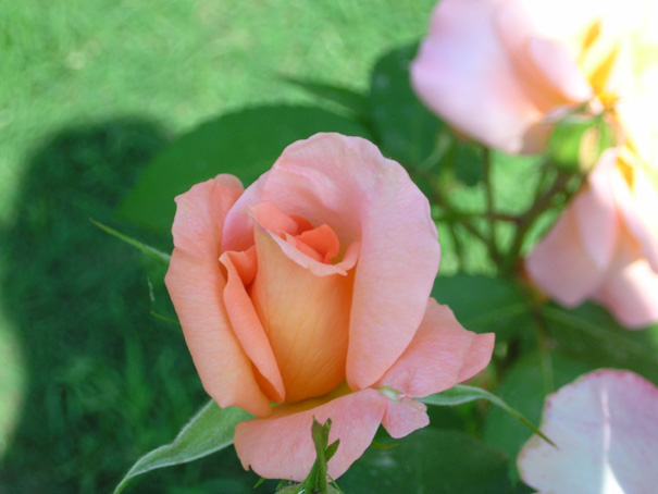 Rita Levi di MOntalcino