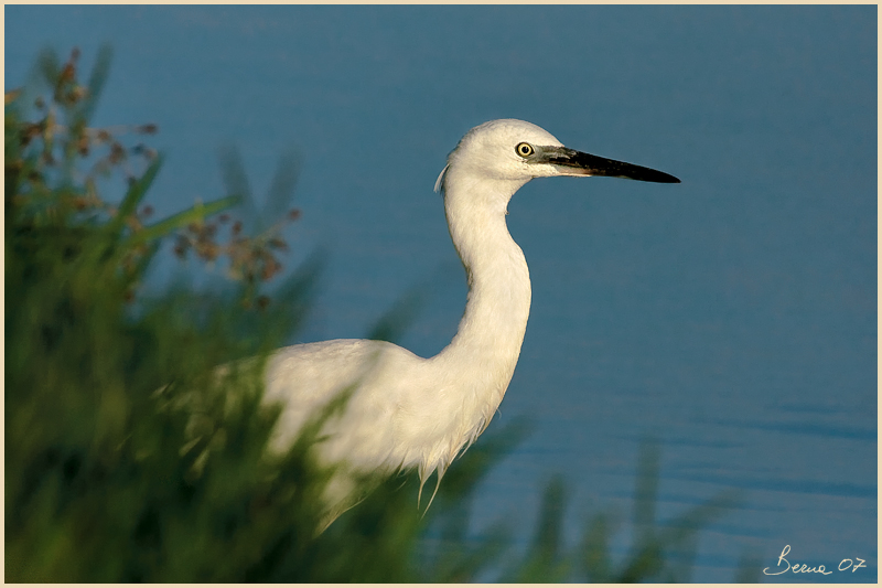 battaglie tra garzette 1