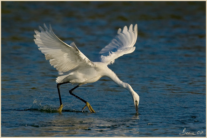 battaglie tra garzette 2