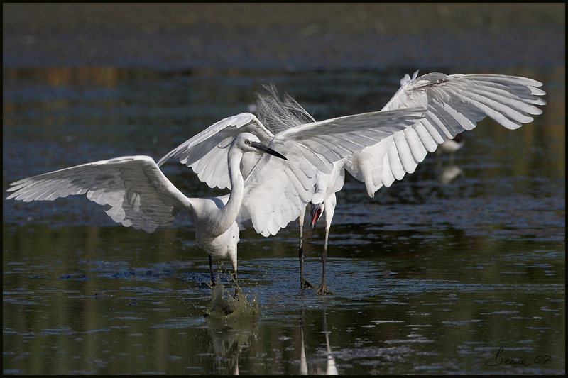 battaglie tra garzette 5