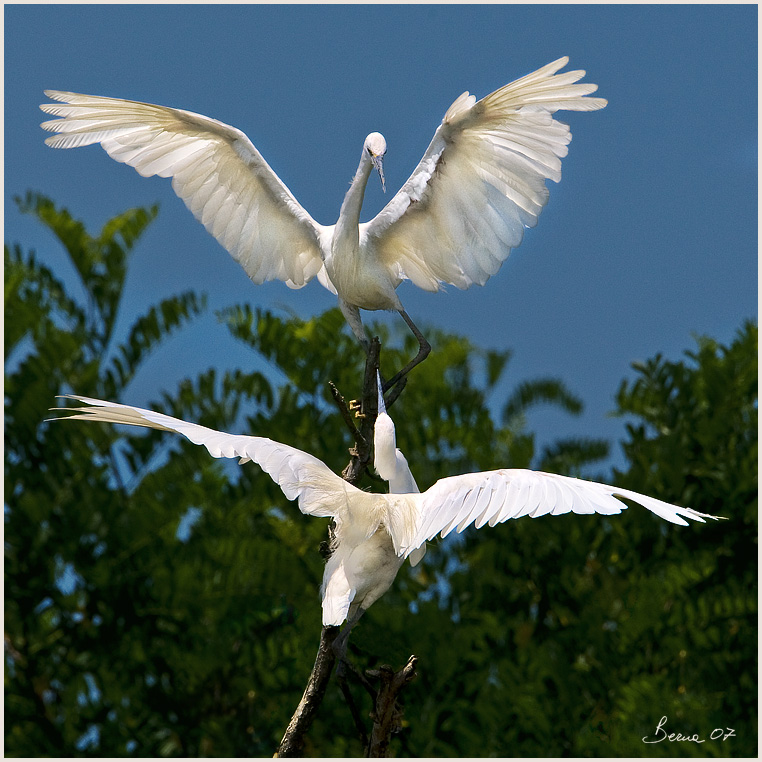 battaglie tra garzette 6