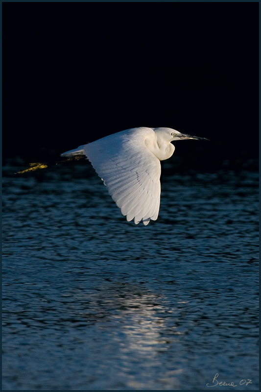 battaglie tra garzette 7