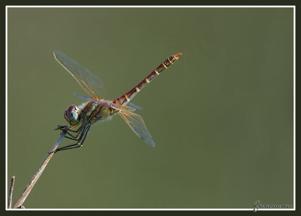 La mia prima Damigella