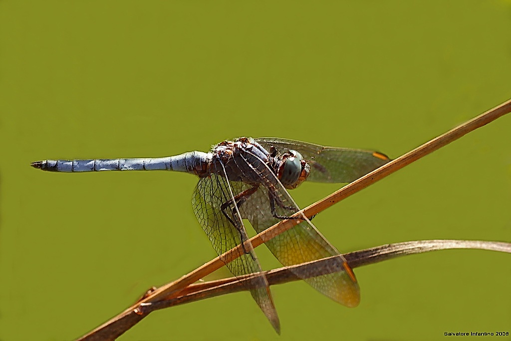 Orthetrum Brunneum,ovvero...