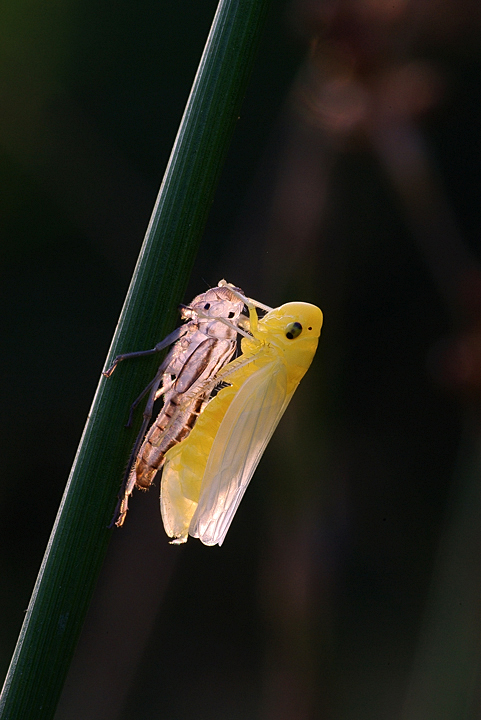 Cicadella