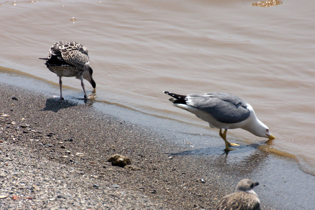gabbiani da spiaggia1
