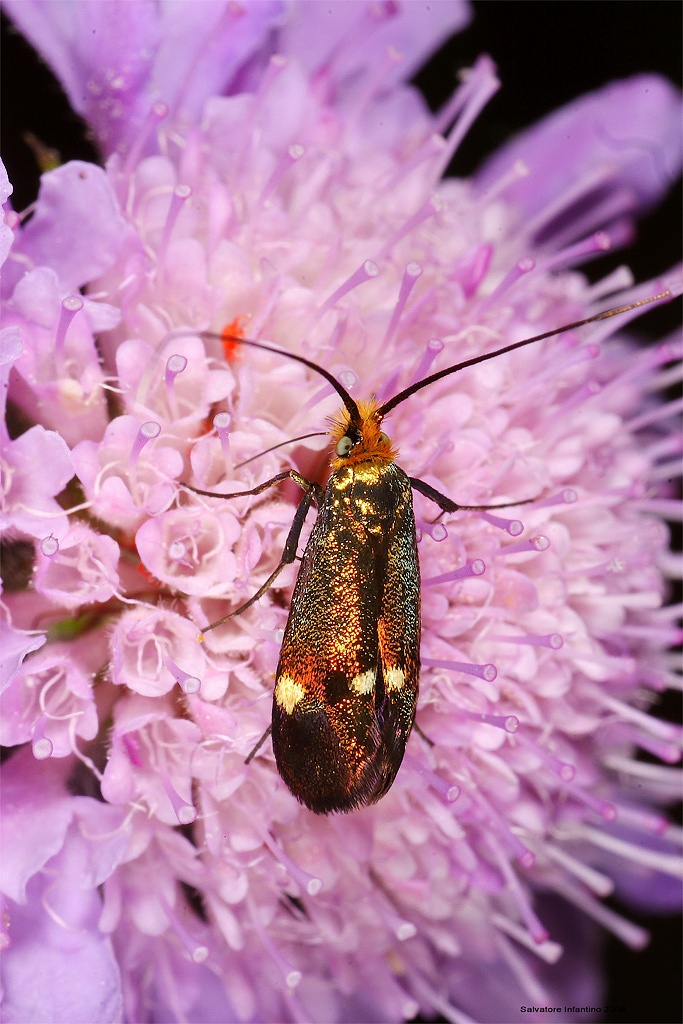 Elegante,per il ballo in Maschera !