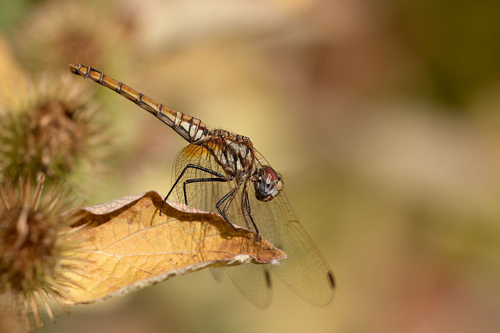 Prima prova con la eos 40d