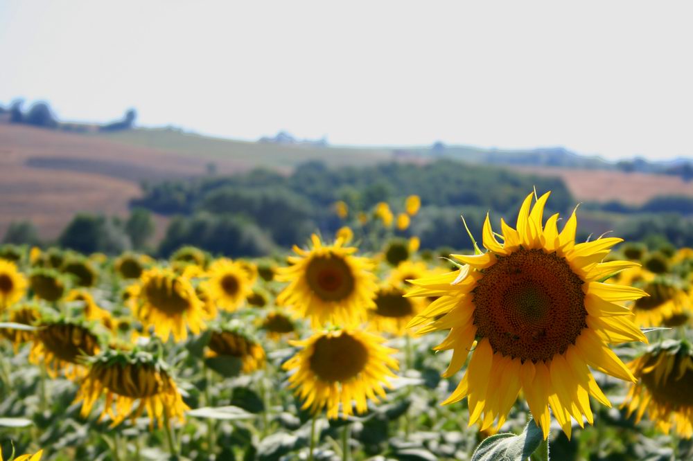 Girasoli