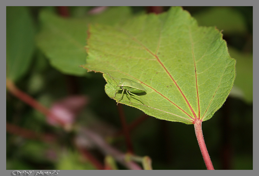 cimici verde laterale kit 18-55
