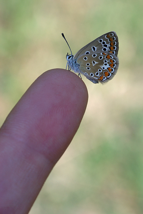 Incontro ravvicinato