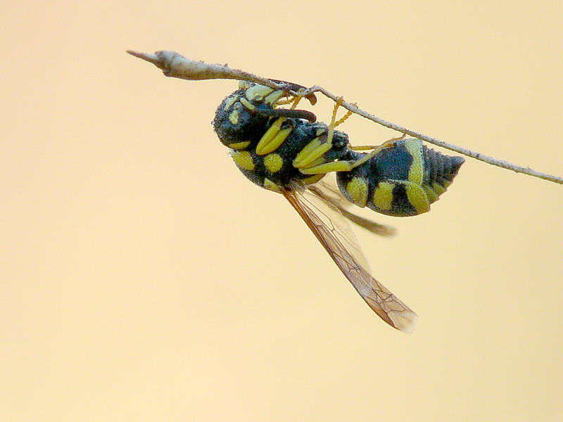 vespina di mattina presto