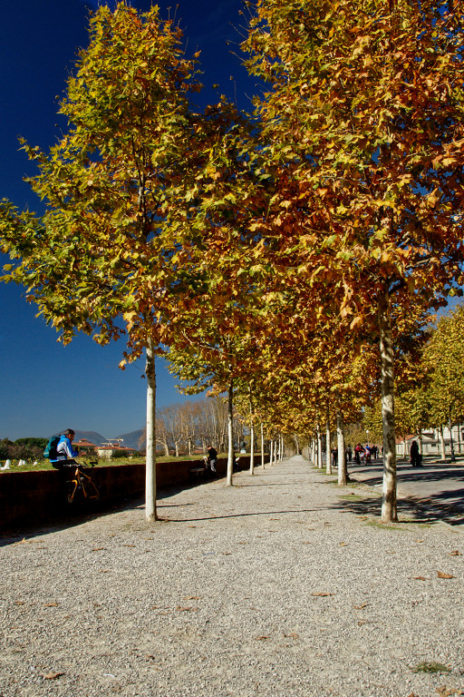Alberi A Lucca