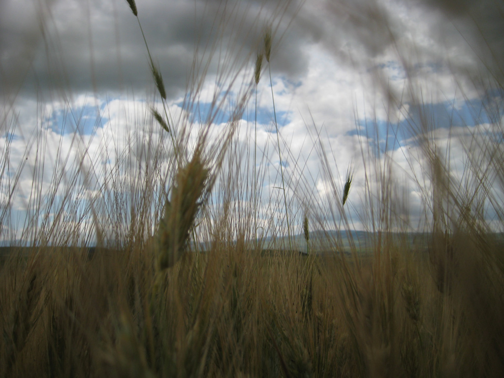 campo di grano