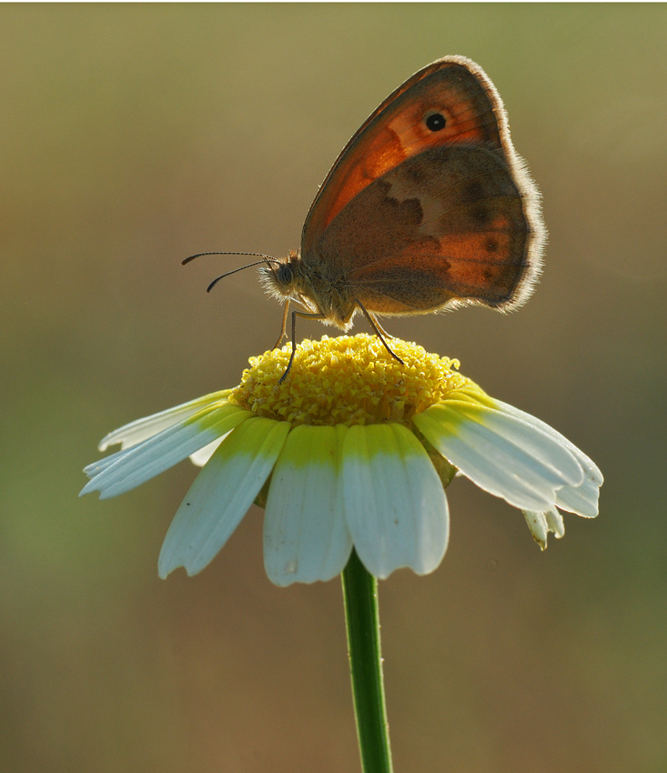satiride in controluce