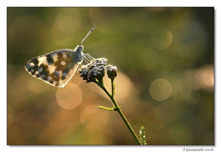 sberluccicosa.......