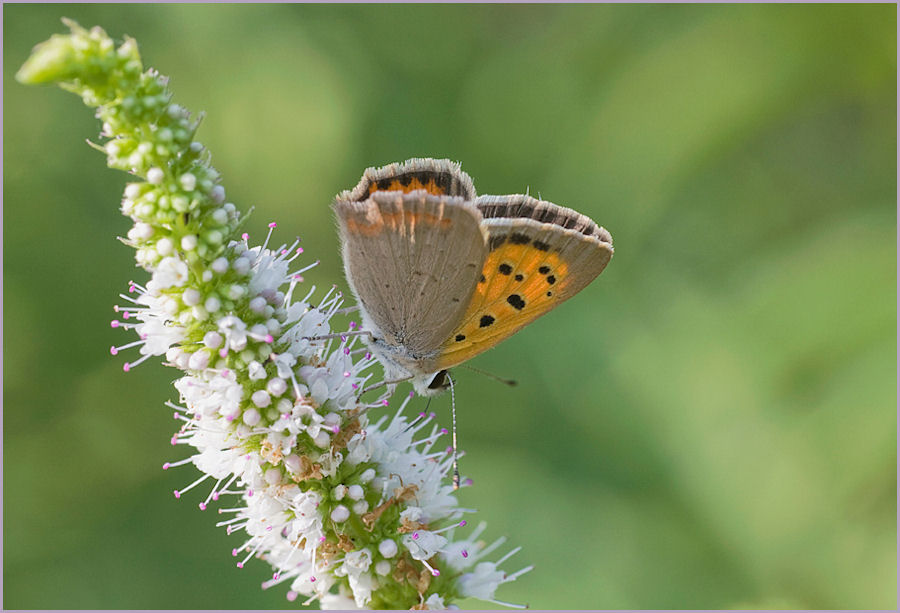 Lycaena phlaeas - Argo bronzeo
