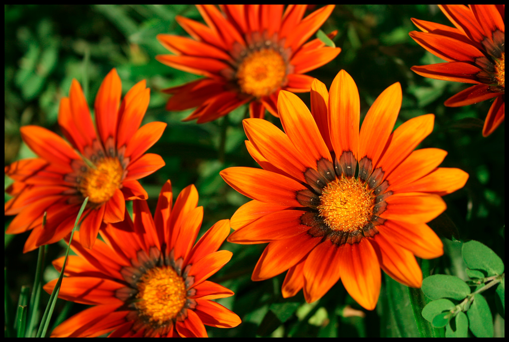 Naturalmente complementari