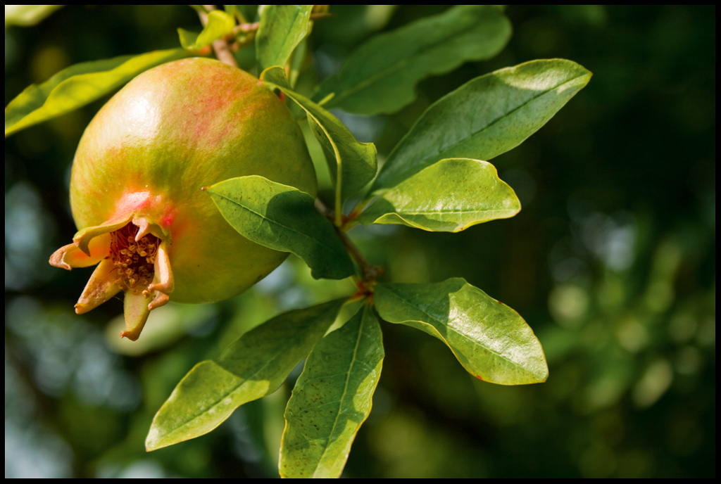 verso la maturazione