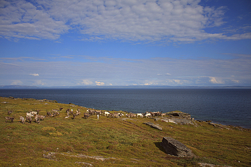 RENNE IN RIVA AL MARE