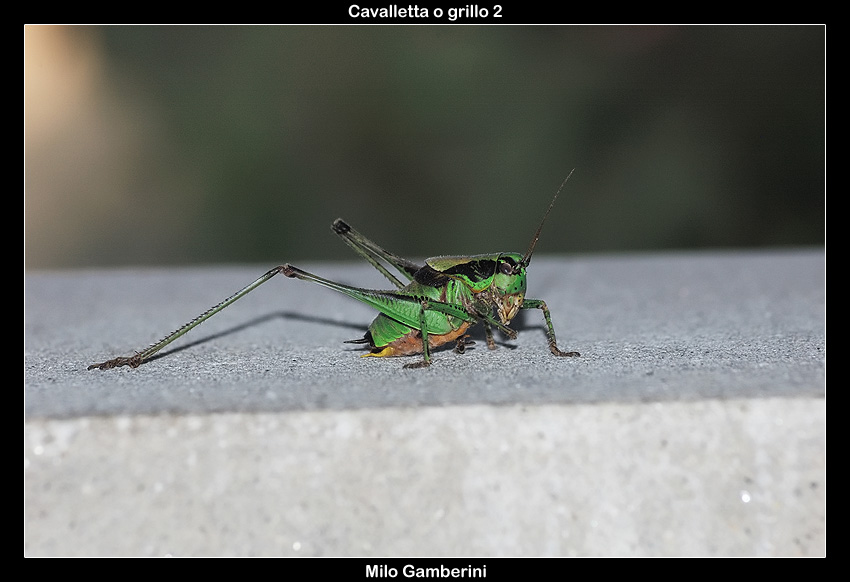 Cavalletta o grillo 2