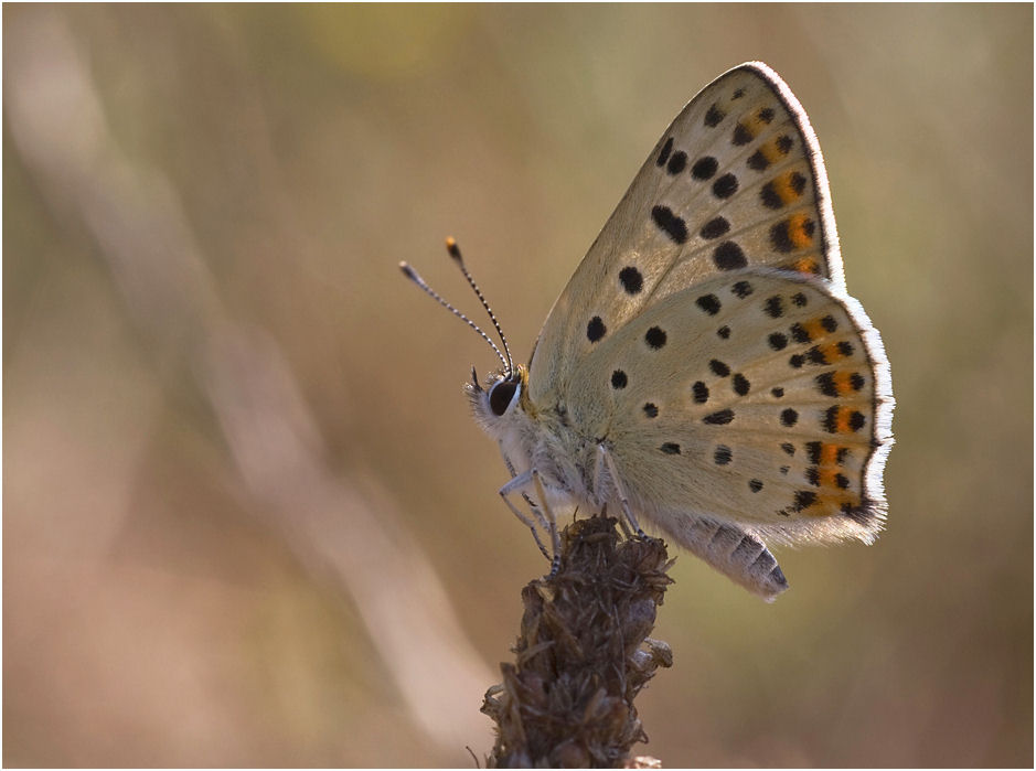 LYCAENA TITYRUS 2