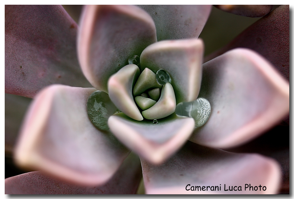 Gocce di acqua sulla pianta