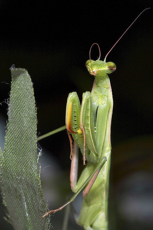 Ho problemi ....d'antenna