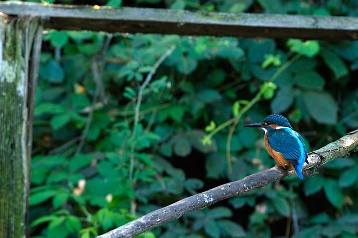 Prima volta Martin Pescatore