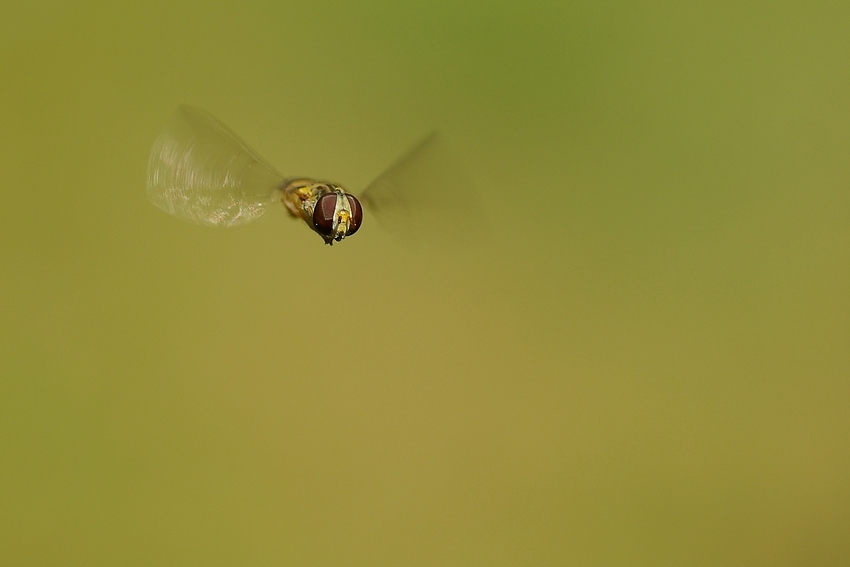 Prego prego, faccia pure