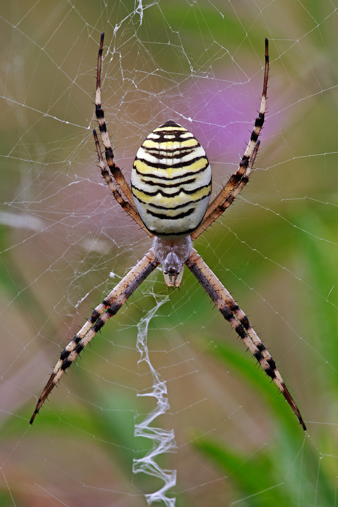 Argiope bruennichi
