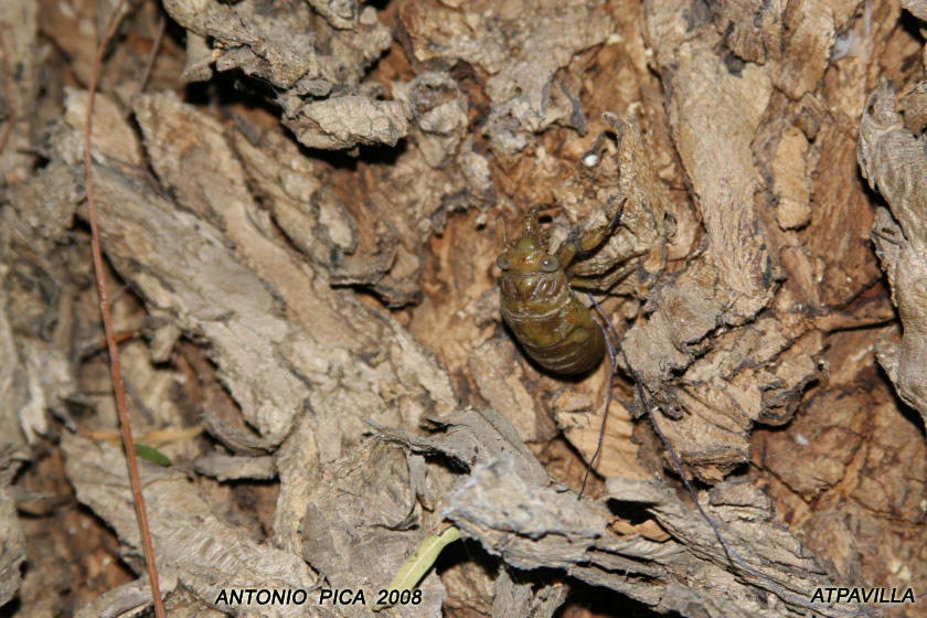 cicala in trasormazione 1