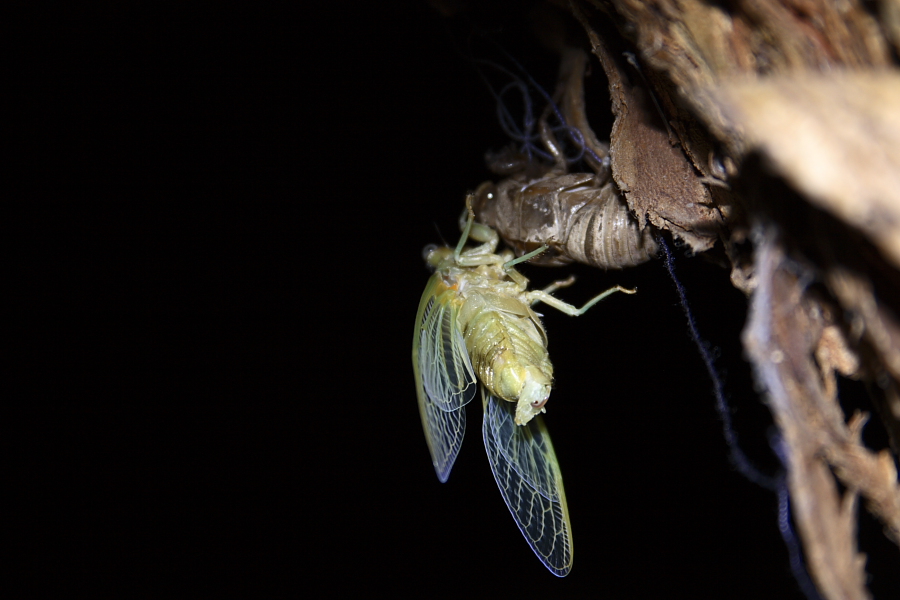 trasformazione cicala 8