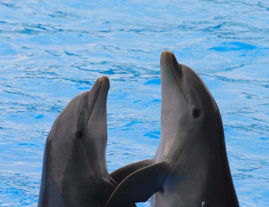 Delfini Zoo Marine